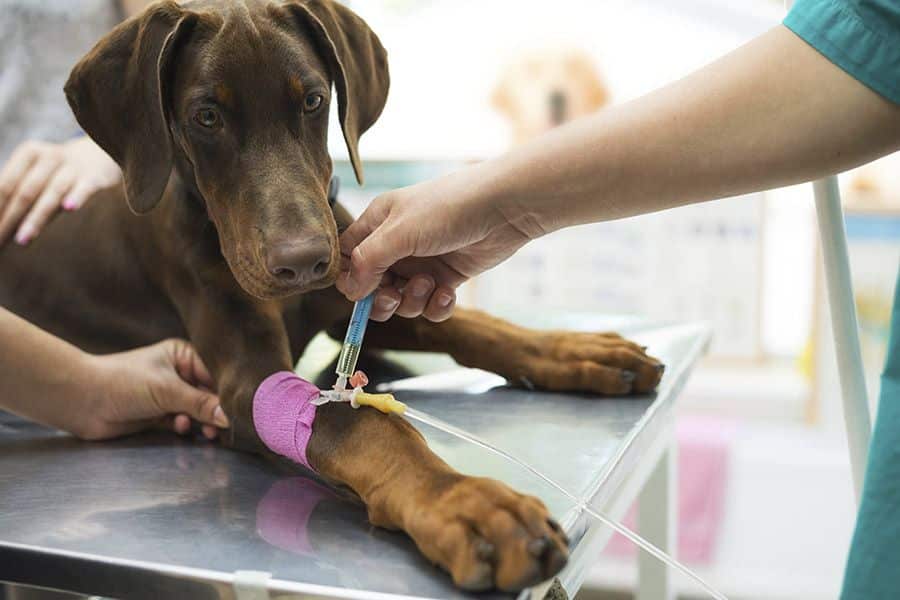 vergiftigde hond wordt behandeld door dierenarts