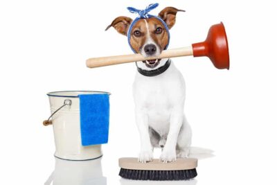 voorjaarsschoonmaak 10 tips voor hondenbezitters