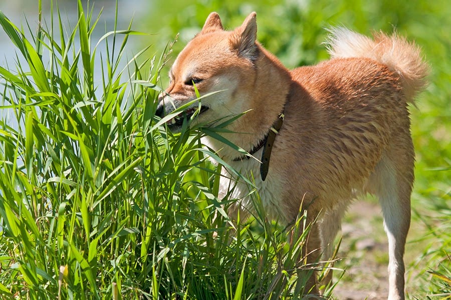 waarom eet hond gras