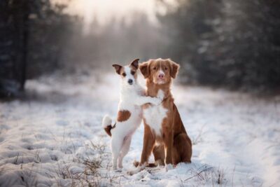 winter tips hond